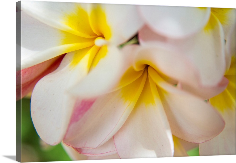 USA, Hawaii, Oahu, Tropical Gardens with close up of a Plumeria flower