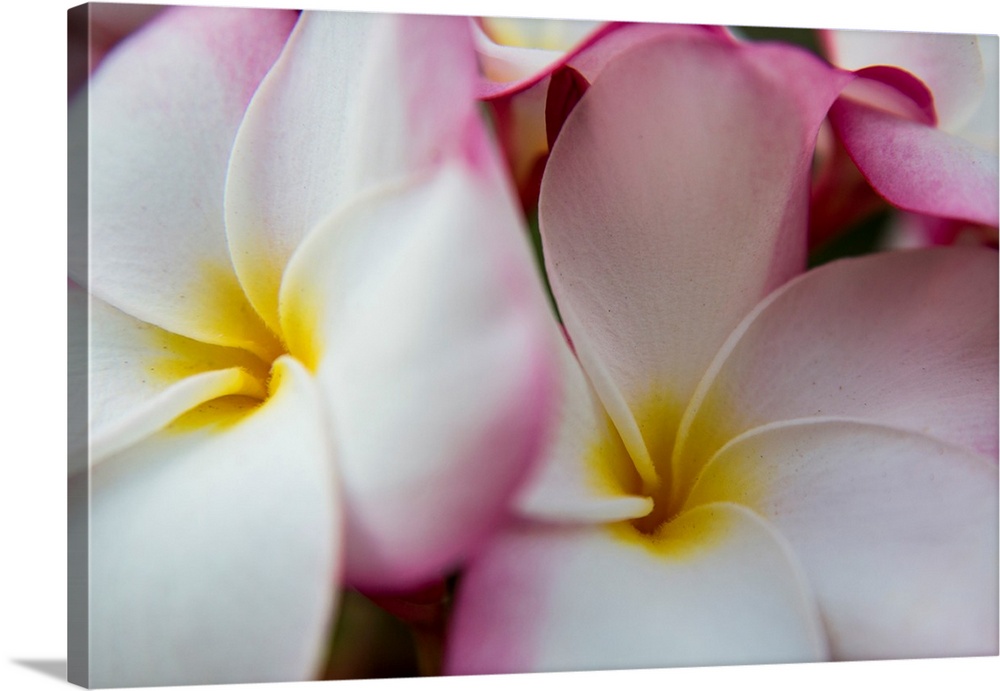 USA, Hawaii, Oahu, Tropical Gardens with close up of a Plumeria flower