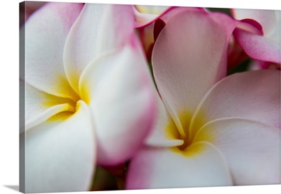 USA, Hawaii, Oahu, Tropical Gardens with close up of a Plumeria flower