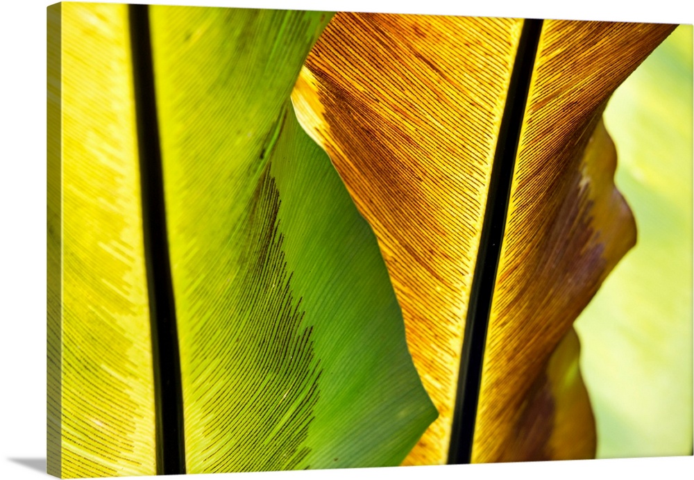 USA, Hawaii, Oahu, Tropical Gardens with philodendrons