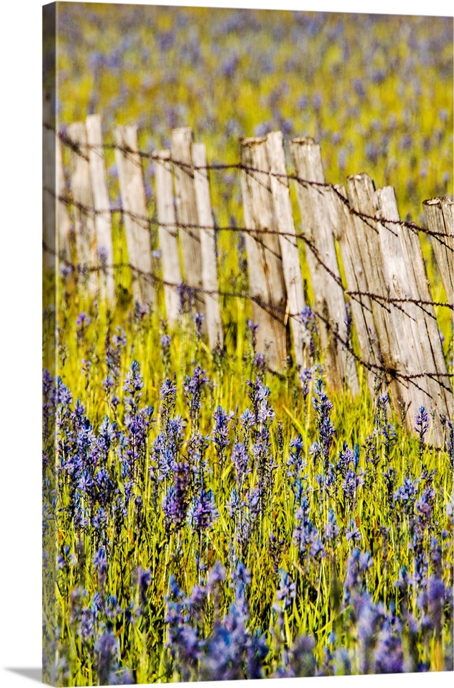 North America, USA, Idaho, Fairfield, Camas Prairie, Creek and fenceline in the Camas Prairie