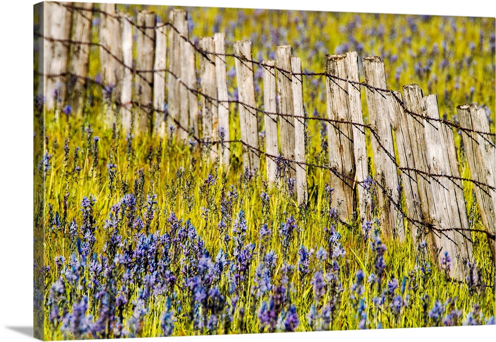 North America, USA, Idaho, Fairfield, Camas Prairie, Creek and fenceline in the Camas Prairie