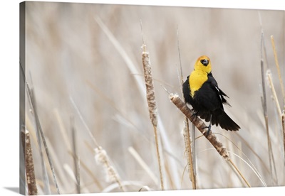 USA, Idaho, Market Lake Wildlife Management Area, Yellow-Headed Blackbird On Cattail