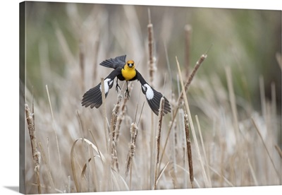 USA, Idaho, Market Lake Wildlife Management Area, Yellow-Headed Blackbird Takes Flight