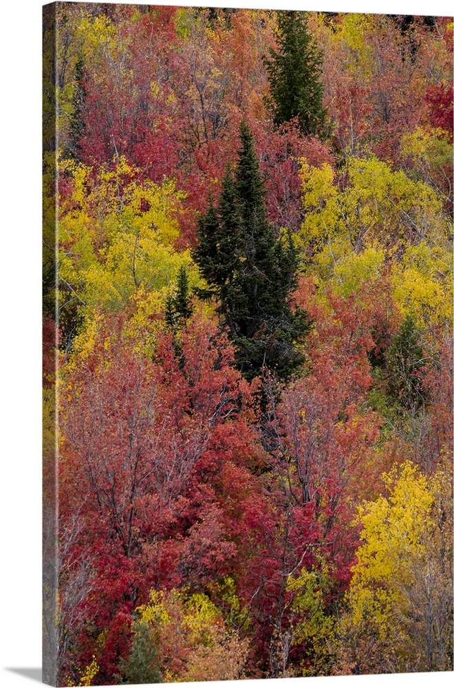 USA, Idaho. St. Charles along Green Canyon Road with hillside blazing in fall color with canyon maple and Aspens.