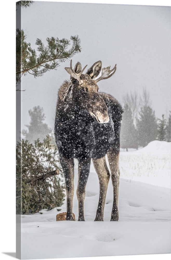 USA, Idaho. Young bull moose portrait in a snow storm.