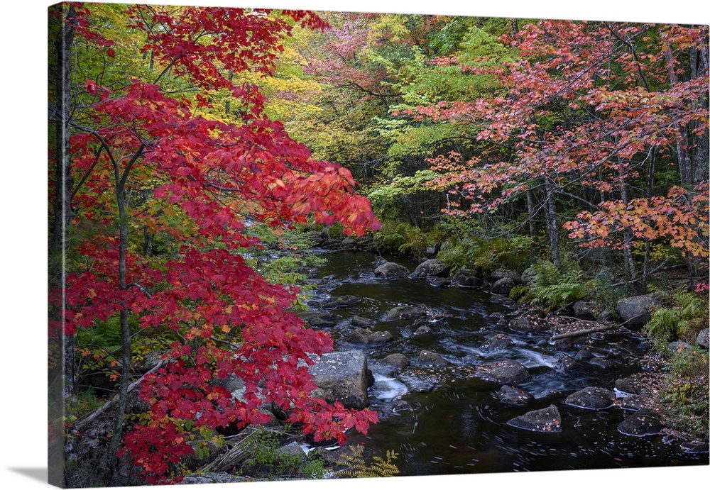 USA, Maine. Colorful fall foliage along creek near Cherryfield.