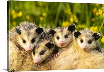 USA, Minnesota, Captive Baby Opossums On Mother's Back