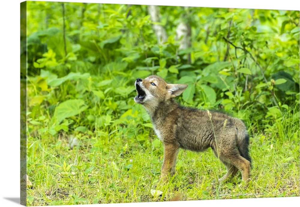 USA, Minnesota. Captive coyote pup howling.