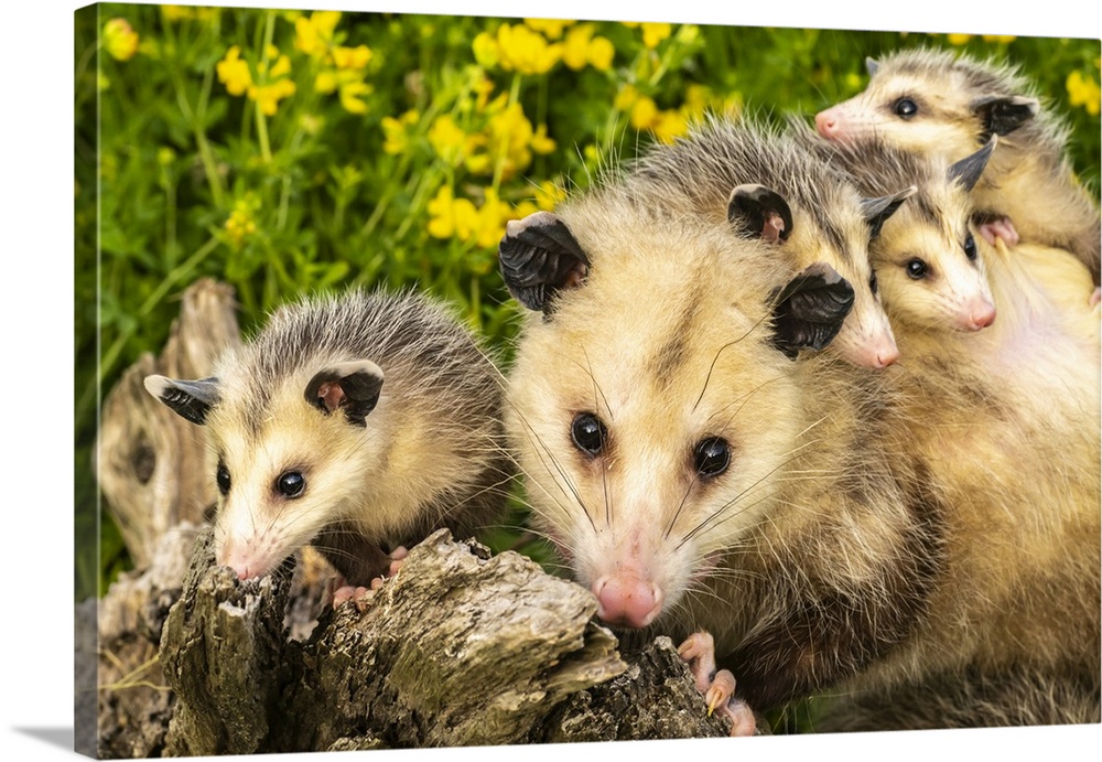 USA, Minnesota. Captive opossum mother carrying babies on back.
