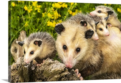 USA, Minnesota, Captive Opossum Mother Carrying Babies On Back