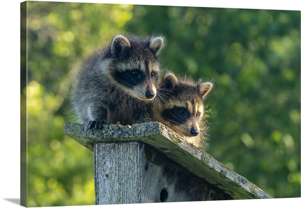 USA, Minnesota. Captive young raccoons on bird feeder.
