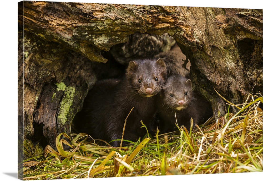 USA, Minnesota, mink in log, captive.