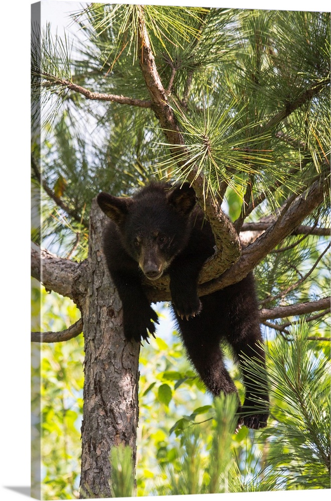 USA, Minnesota, Sandstone, Black Bear Cub Stuck in a Tree