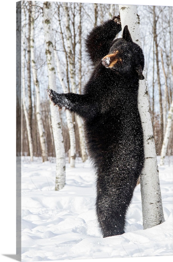 USA, Minnesota, Sandstone, Black Bear Scratching an Itch