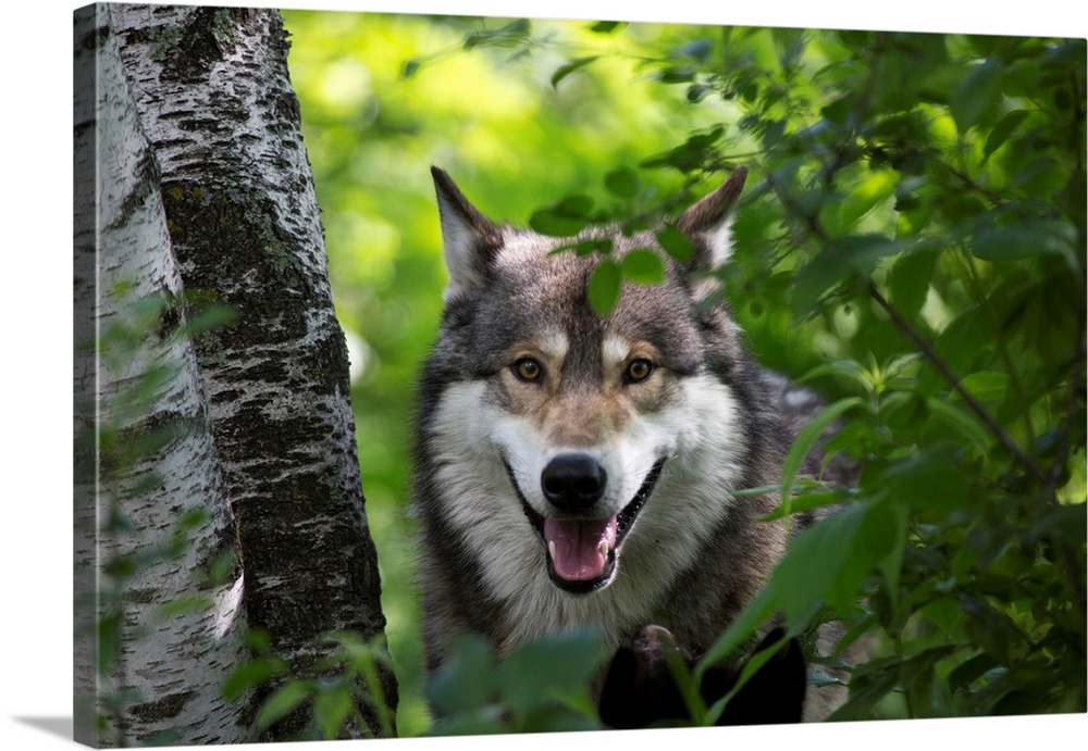 USA, Minnesota, Sandstone, Wolf