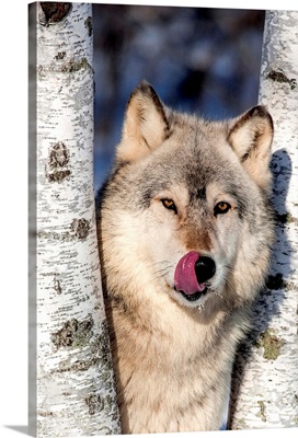 USA, Minnesota, Sandstone, Wolf in Birch Trees