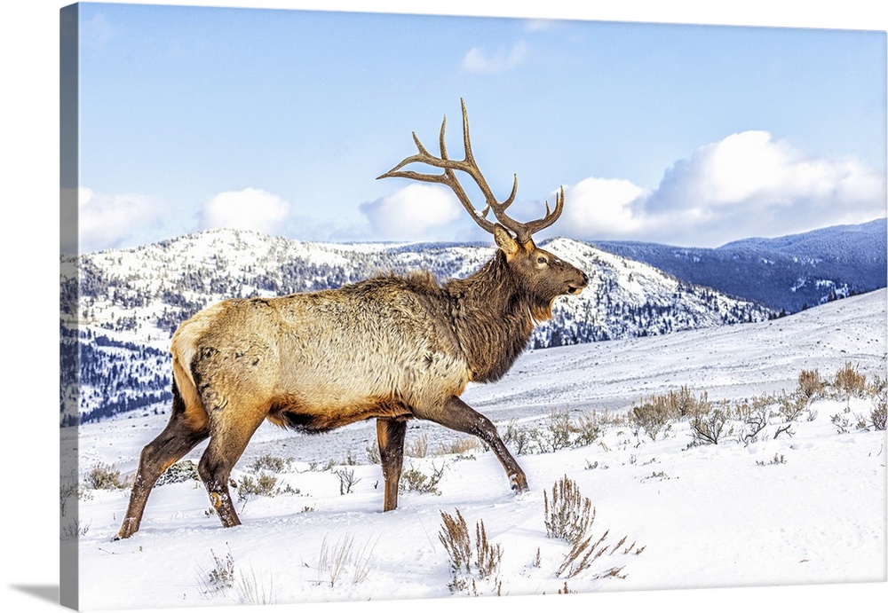 USA, Montana. Yellowstone National Park, elk.