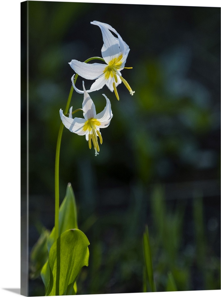 Usa, Mount Rainier National Park, Great White Fawn lily.