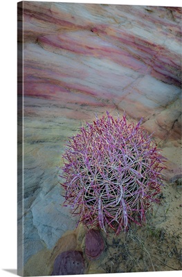 USA, Nevada, Overton, Valley Of Fire State Park, Multi-Colored Rock Formation And Cactus