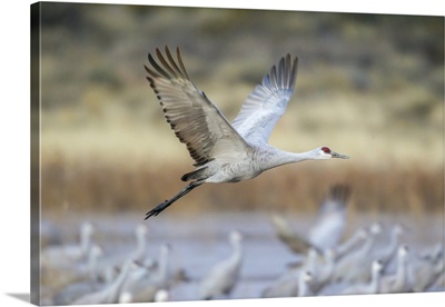 USA, New Mexico, Bosque Del Apache National Wildlife Refuge, Sandhill Crane Flying