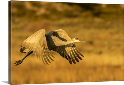 USA, New Mexico, Bosque Del Apache National Wildlife Refuge, Sandhill Crane In Flight