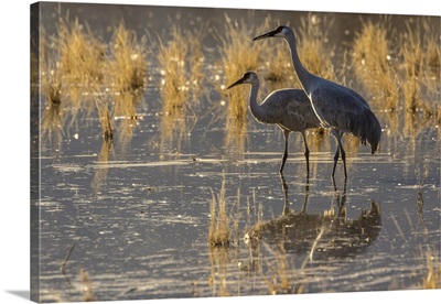 USA, New Mexico, Bosque Del Apache National Wildlife Refuge, Sandhill Cranes In Water