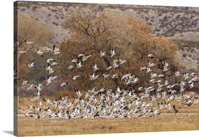 USA, New Mexico, Bosque Del Apache National Wildlife Refuge, Snow Geese Flock Landing