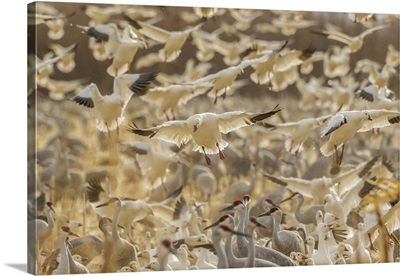 USA, New Mexico, Bosque Del Apache National Wildlife Refuge, Snow Geese Landing