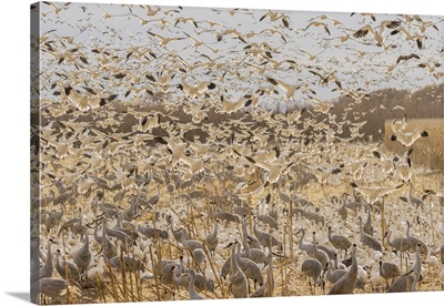USA, New Mexico, Bosque Del Apache National Wildlife Refuge, Snow Geese Landing