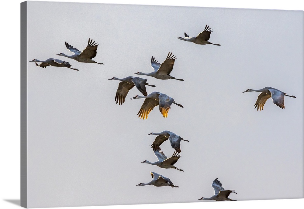 USA, North America, New Mexico. Bosque Del Apache National Wildlife Refuge, Group Of Sandhill Cranes Flying At Sunset.