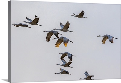 USA, New Mexico, Bosque Del Apache Refuge, Group Of Sandhill Cranes Flying At Sunset