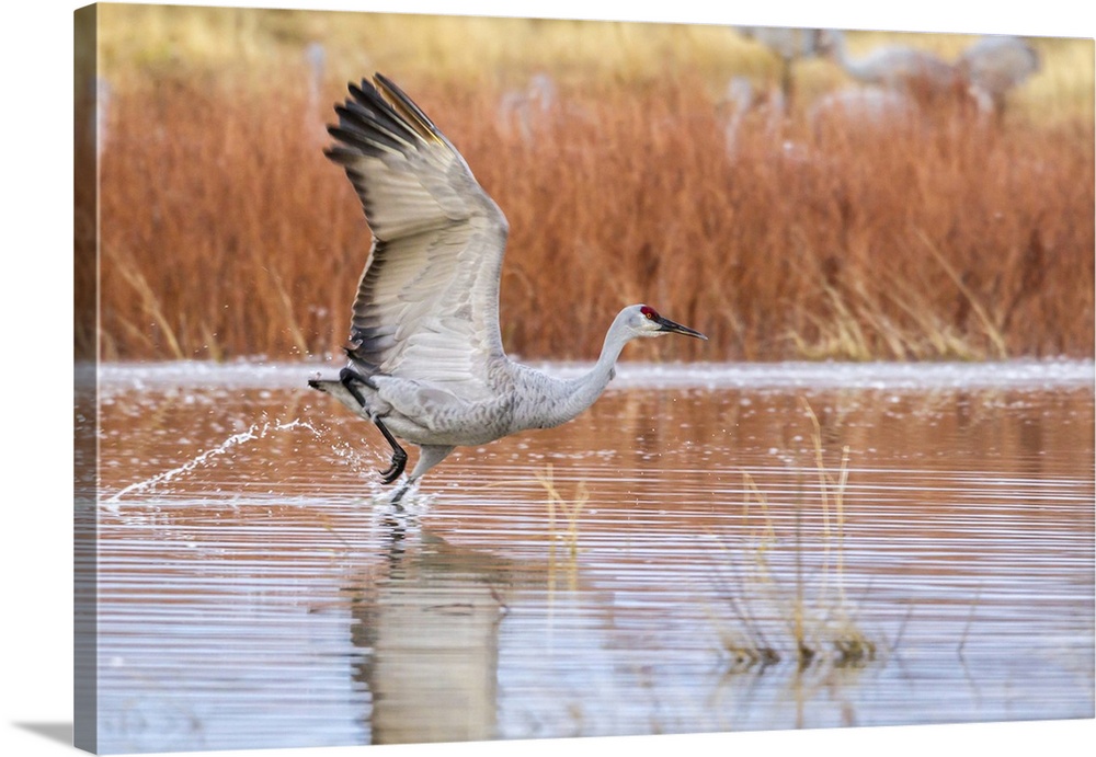 USA, North America, New Mexico. Bosque Del Apache National Wildlife Refuge, Sandhill Crane Flying From Water.