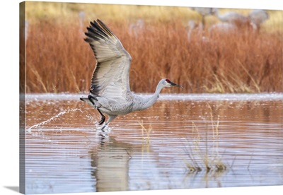 USA, New Mexico, Bosque Del Apache Refuge, Sandhill Crane Flying From Water