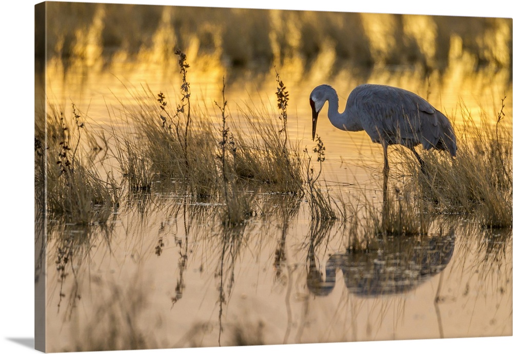 USA, North America, New Mexico. Bosque Del Apache National Wildlife Refuge, Sandhill Crane In Water At Sunset.