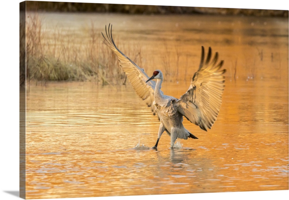 USA, North America, New Mexico. Bosque Del Apache National Wildlife Refuge, Sandhill Crane Landing In Water At Sunset.