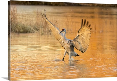 USA, New Mexico, Bosque Del Apache Refuge, Sandhill Crane Landing In Water At Sunset