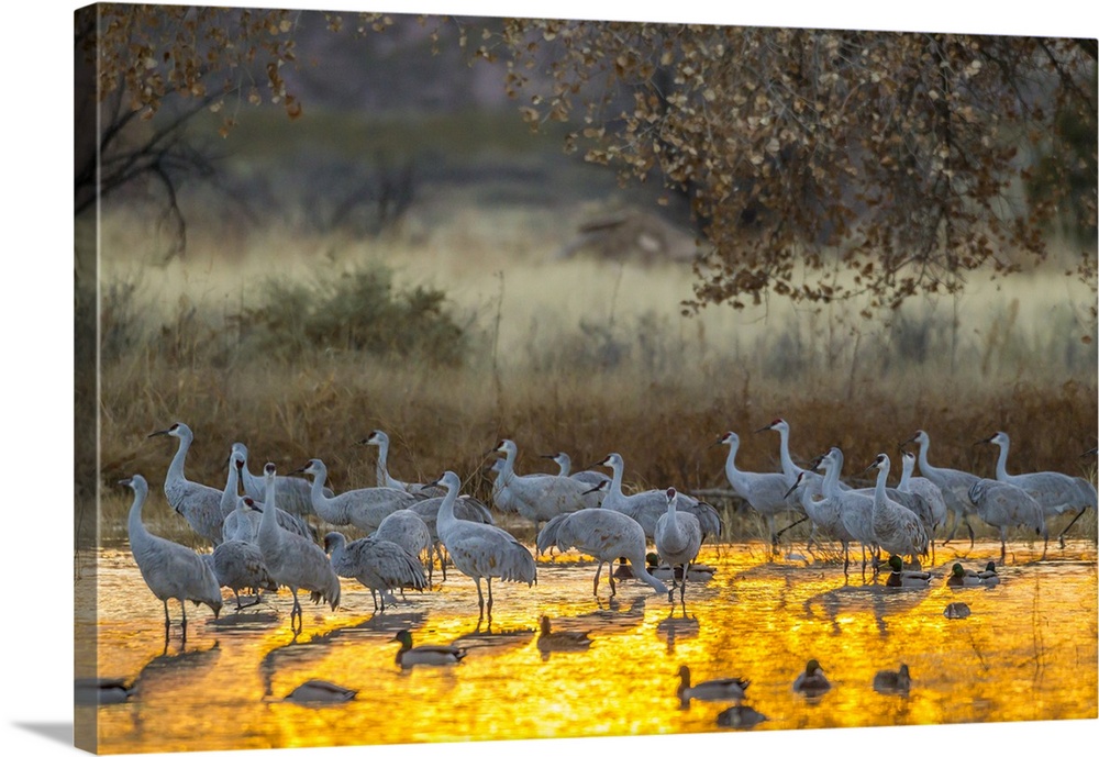 USA, North America, New Mexico. Bosque Del Apache National Wildlife Refuge, Sandhill Cranes And Ducks In Water At Sunset.