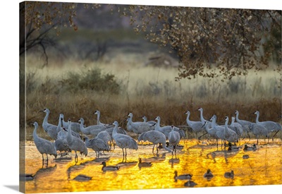 USA, New Mexico, Bosque Del Apache Refuge, Sandhill Cranes And Ducks In Water At Sunset