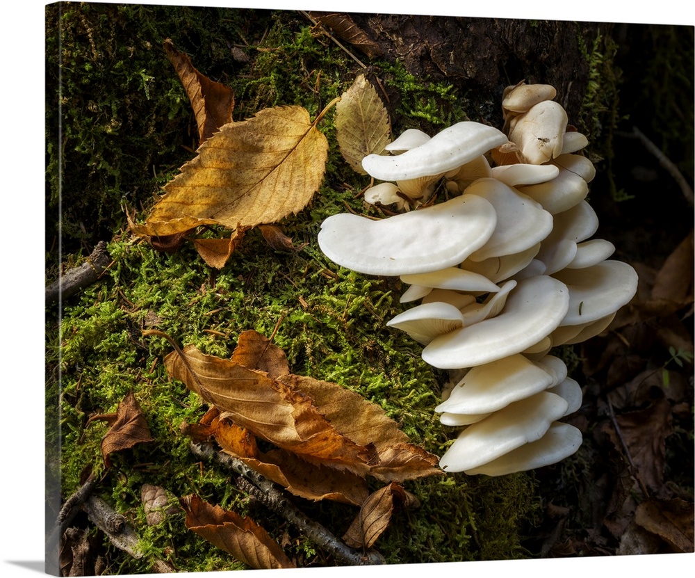 USA, New York, Adirondacks. Long Lake, fungi growing at base of tree next to Forked Lake. United States, New York.