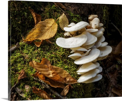 USA, New York, Adirondacks, Long Lake, Fungi Growing At Base Of Tree Next To Forked Lake