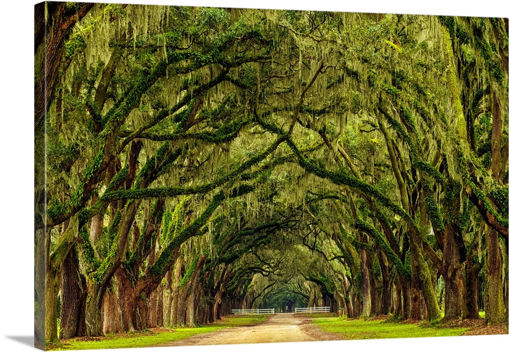 USA, North America, Georgia, Savannah, Mile long oak drive at Wormsloe Plantation.