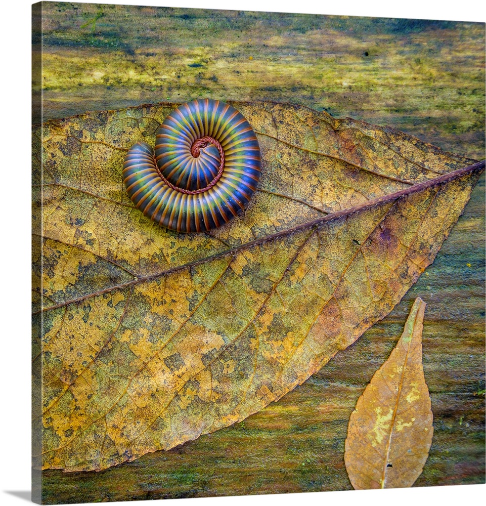 USA, North Carolina, Joyce Kilmer Memorial Forest. Centipede on a leaf.