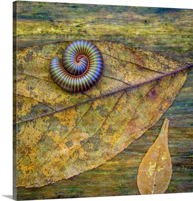 USA, North Carolina, Joyce Kilmer Memorial Forest, Centipede On A Leaf