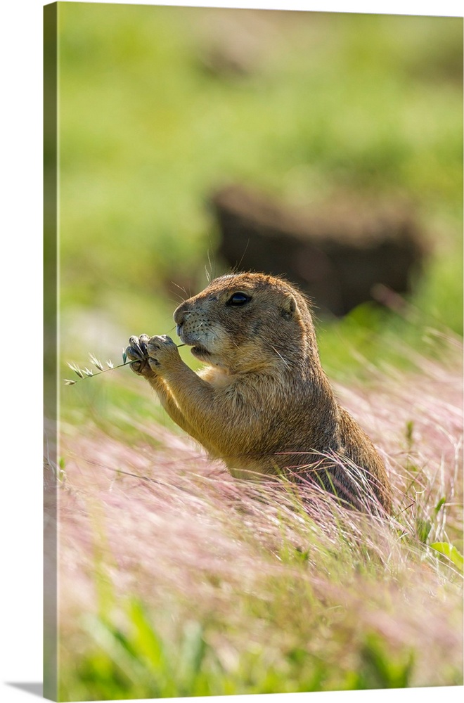 USA, Oklahoma, Wichita Mountains National Wildlife Refuge. Prairie dog eating.