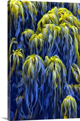 USA, Oregon, Bandon, Abstract Photo Of Pacific Sea Kelp