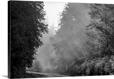 USA, Oregon, Black And White Of Trees In Morning Fog With God Beams