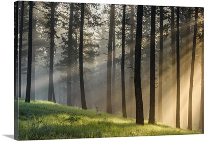 USA, Oregon, Blue Mountains, Light Rays Through Forest Of Ponderosa Pine