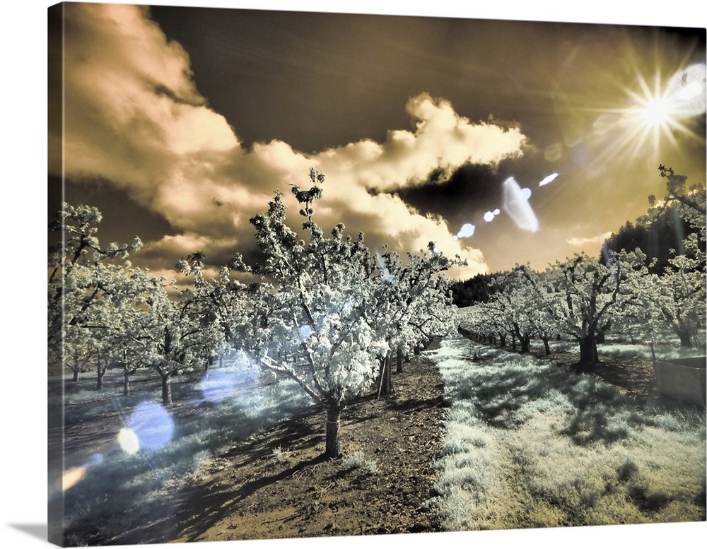 USA, Oregon, Columbia Gorge. Infrared of light reflecting in spring apple orchard. United States, Oregon.