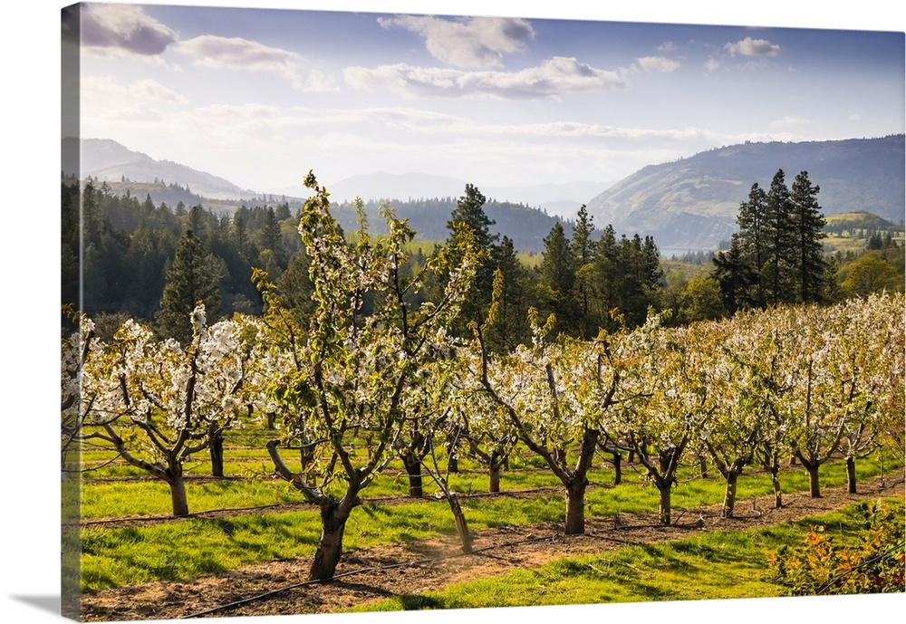 USA, Oregon, Columbia Gorge, springtime and flowering. Blooming, orchards along the hills above the Columbia River.